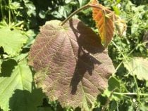 Red tree leaves from an anthocyanin