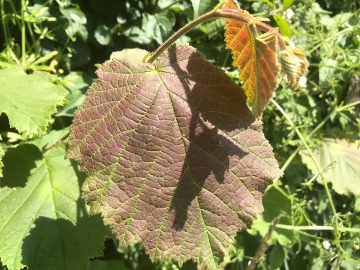 Why Are Some Leaves Red The Natural Navigator