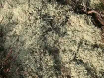 Reindeer Moss on the ground