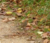 robin