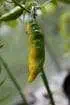 Santa fe grande chilli getting ripe