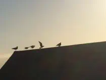 Seagulls on a roof