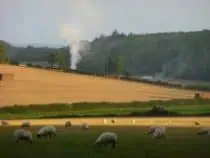 Smoke and sun across a field