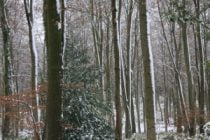 Snow clinging to trees