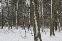 lines of snow on trees