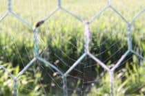 Spiders web on a fence