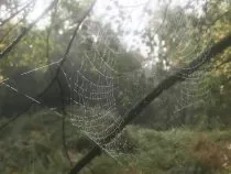 A spiders web covered in dew