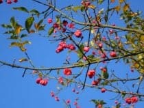 Spindle Tree Flowers