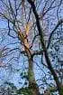 sun setting on trees