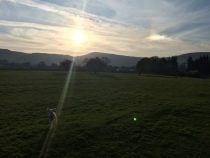 A lamb in the sunshine