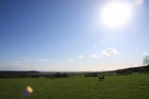 a sheep in a sunny field