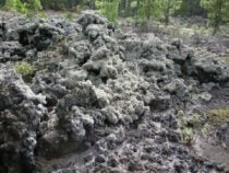 Lichen growing