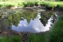 Pond