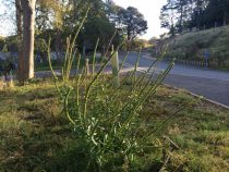 Weld reseda luteola