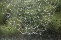 Wet spiders web