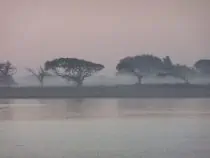 Windswept trees