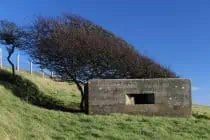 Windswept Tree