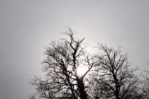 Winter tree with no leaves