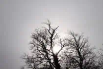 Winter tree with no leaves