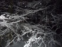 Snow in the woods at night