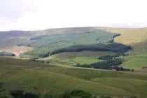 Yorkshire dales turtle woodland