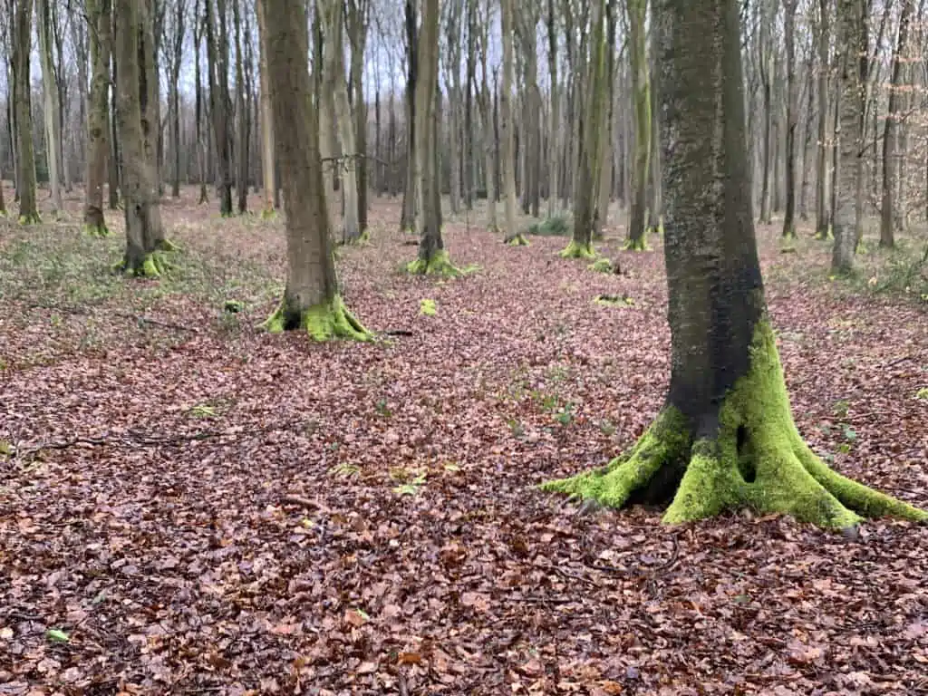 what is the base of the tree