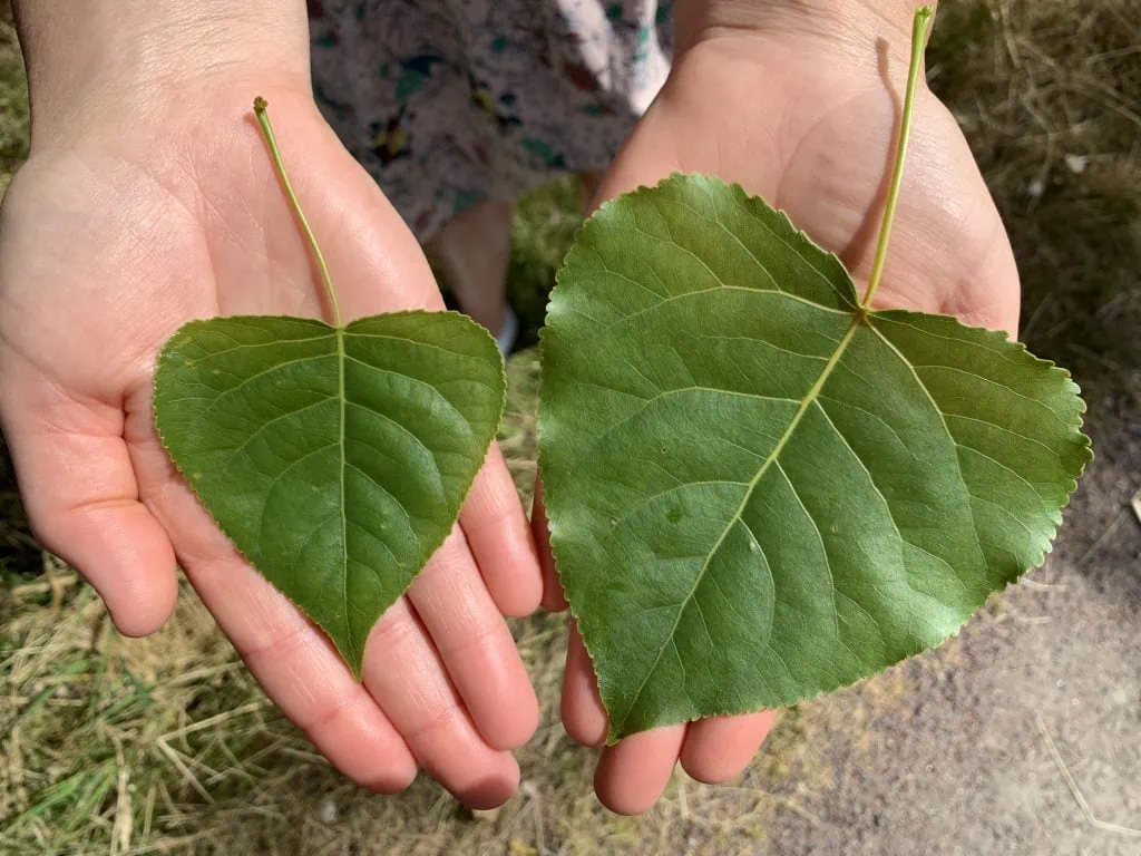 How to Find Your Way with Tree Leaves The Natural Navigator How to Find Your Way with Tree Leaves The Natural Navigator
