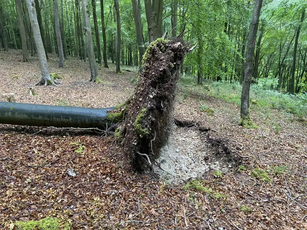 Wine glass tree roots