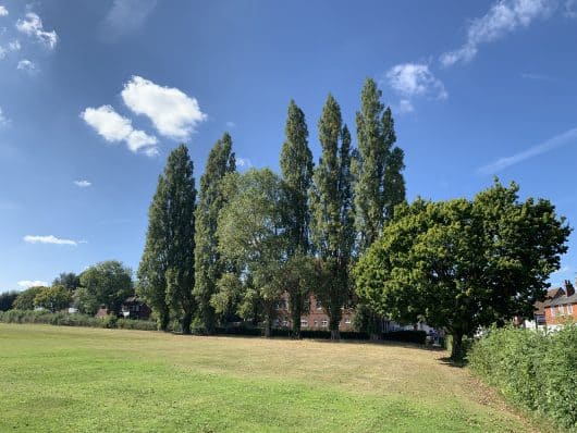 Poplar Tree Map How to Navigate with Lombardy Poplars - The Natural Navigator