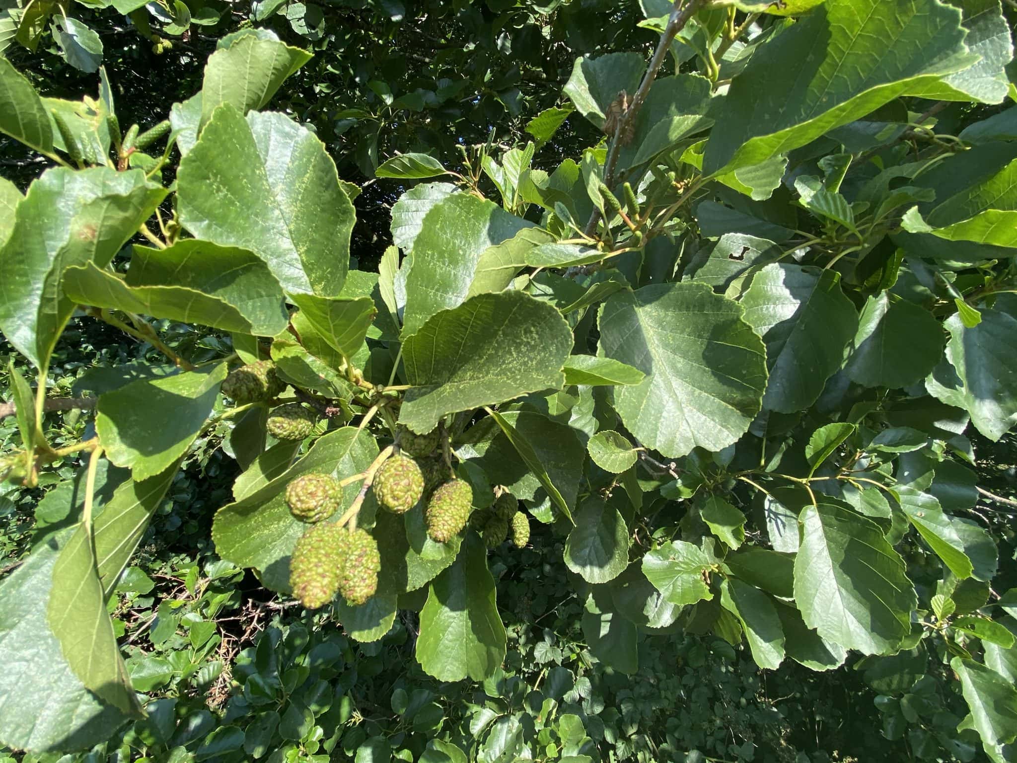 Alder Trees A Sign of Water Nearby The Natural Navigator