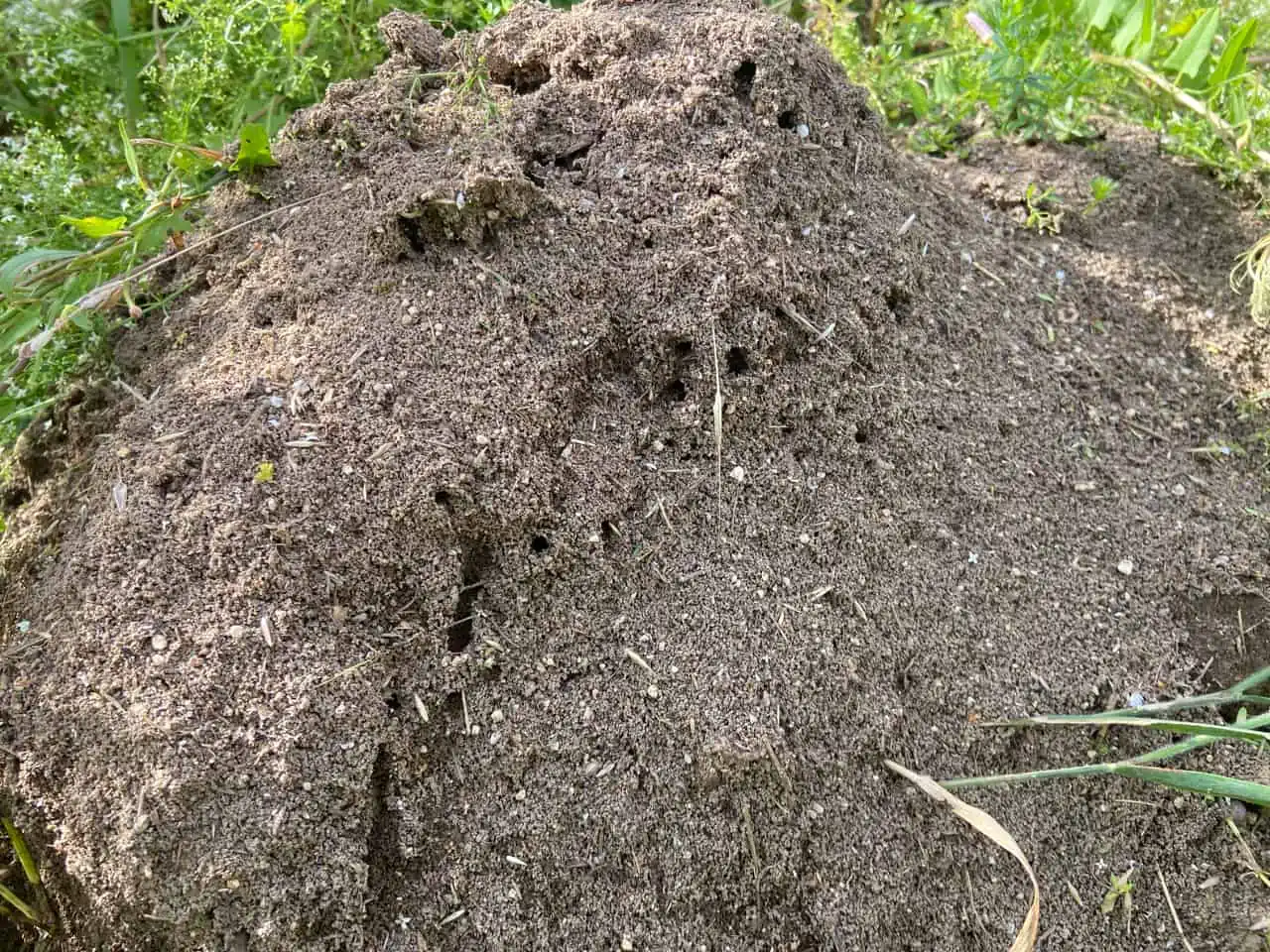 How to Navigate Using Anthills - The Natural Navigator