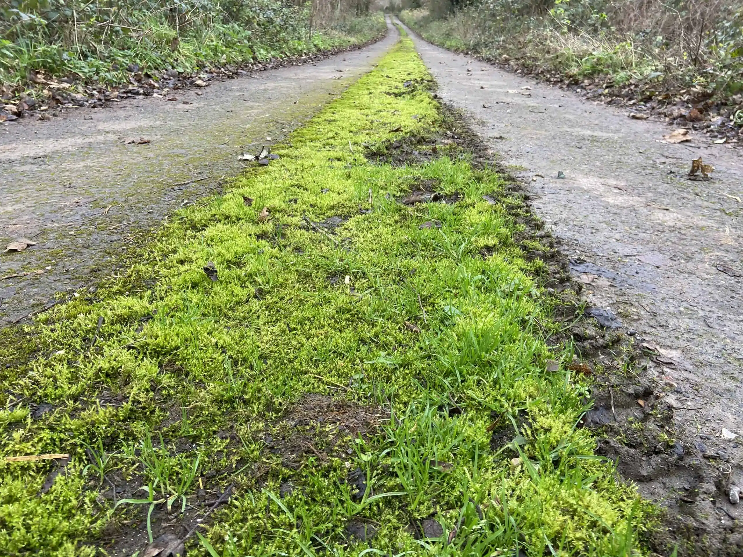 The Meaning of Missing Moss The Natural Navigator