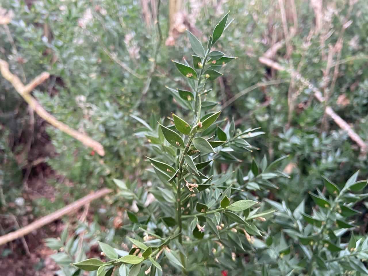 Butcher's Broom Ruscus aculeatus The Natural Navigator