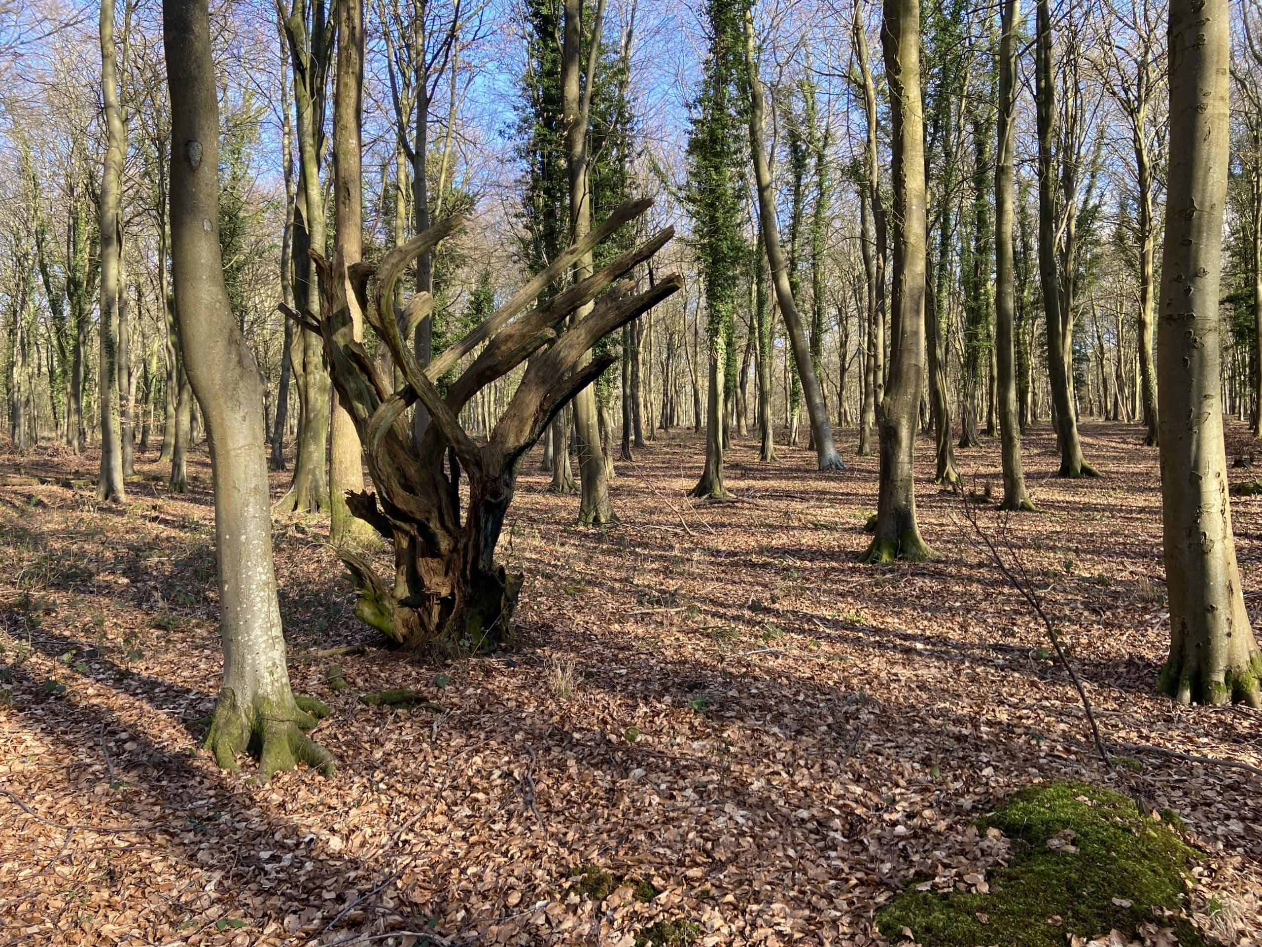 What is a Landmark? The Natural Navigator