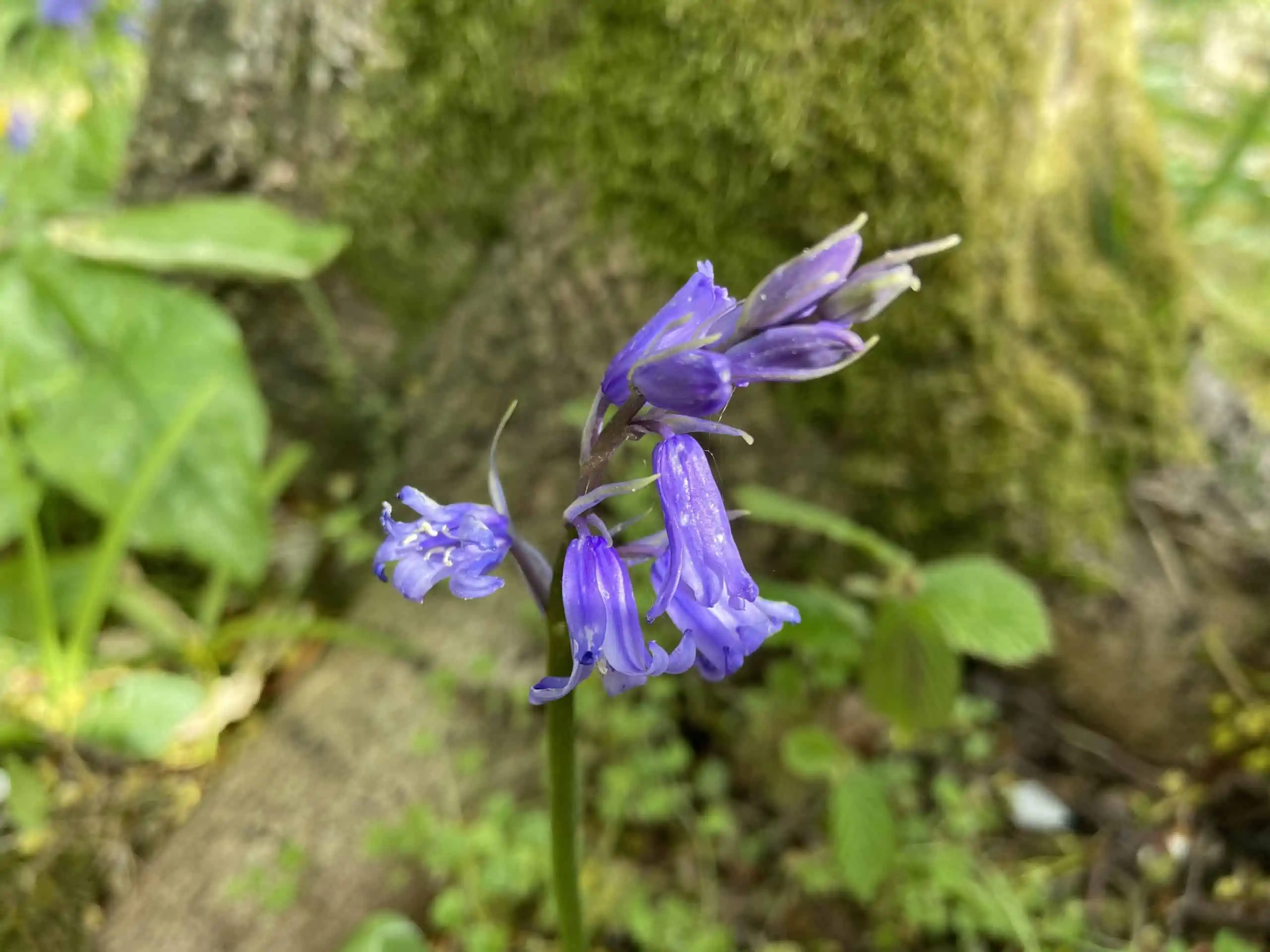 The Meaning of Bluebells The Natural Navigator