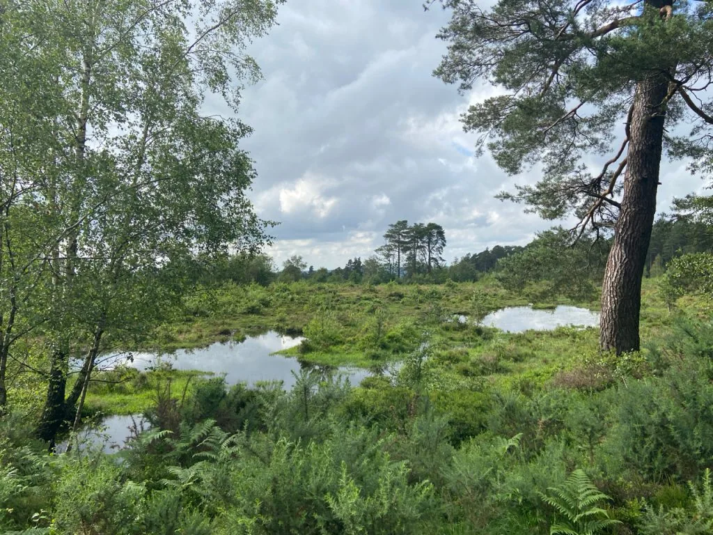 boggy landscape