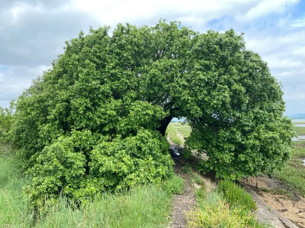 Tree Tunnel