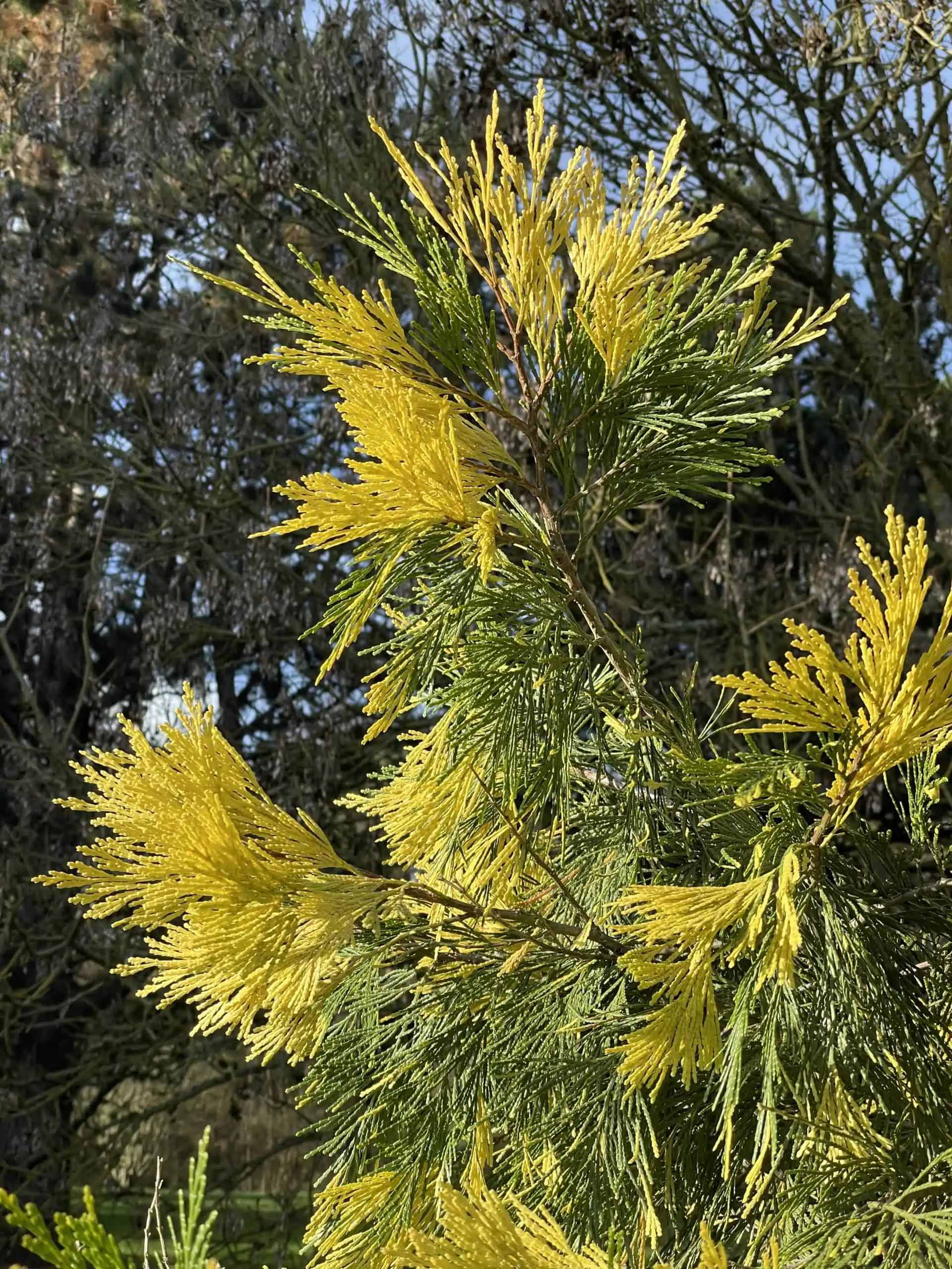 The Golden Leyland Cypress The Natural Navigator