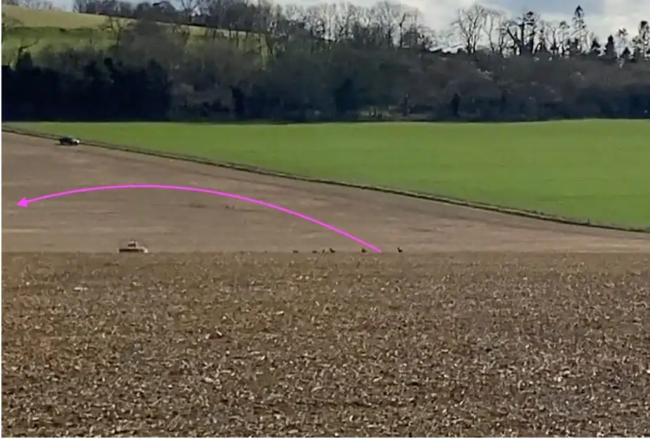 Deer jink away from new threat