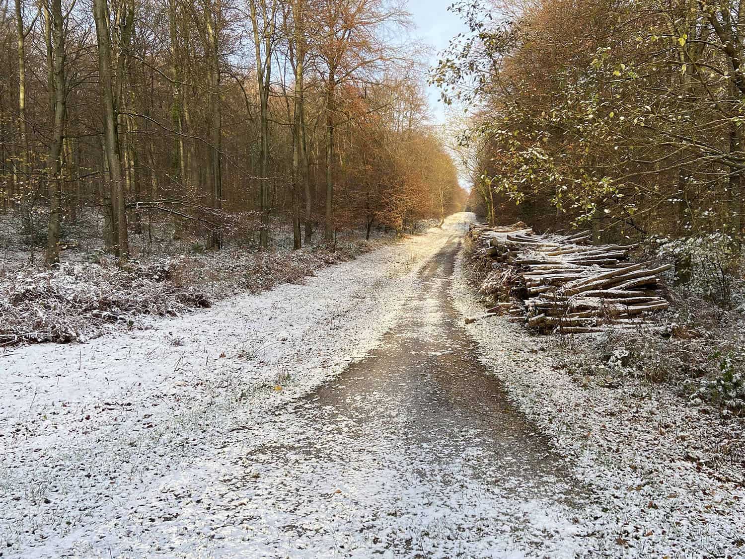 Photo of snowy Sussex woodland trail