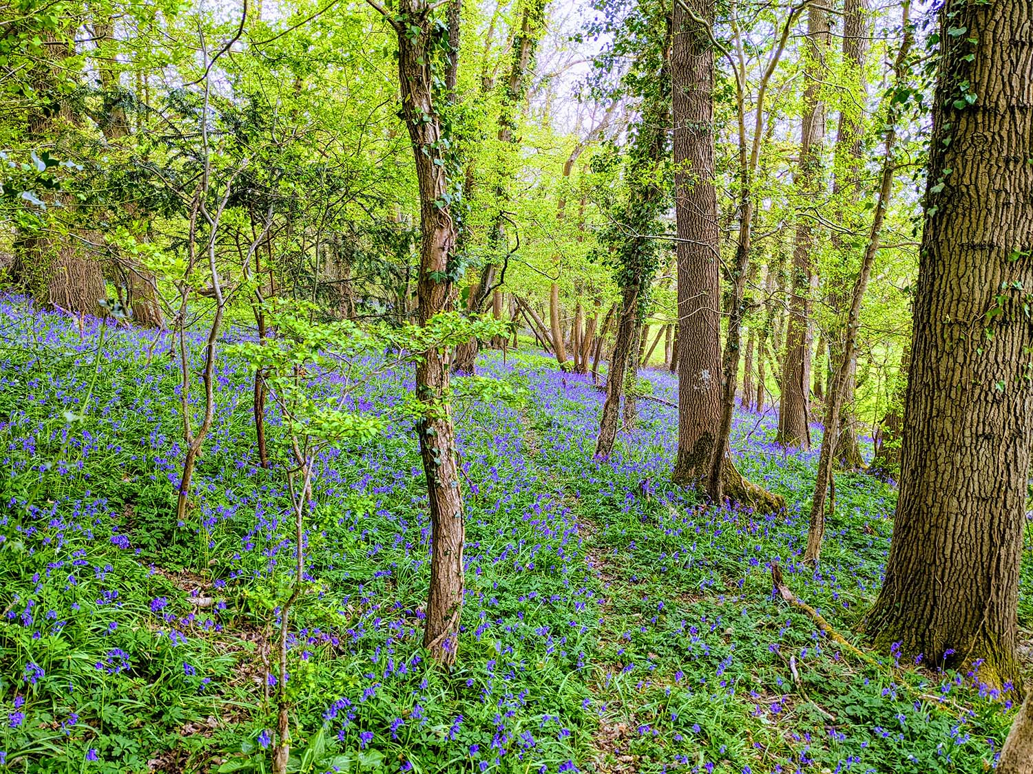 Photo of Bluebell Woods in Sussex
