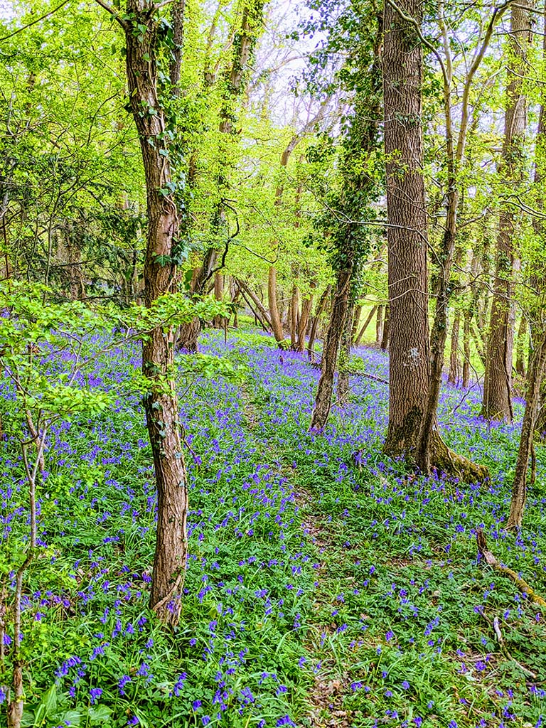 Photo of Bluebell Woods in Sussex