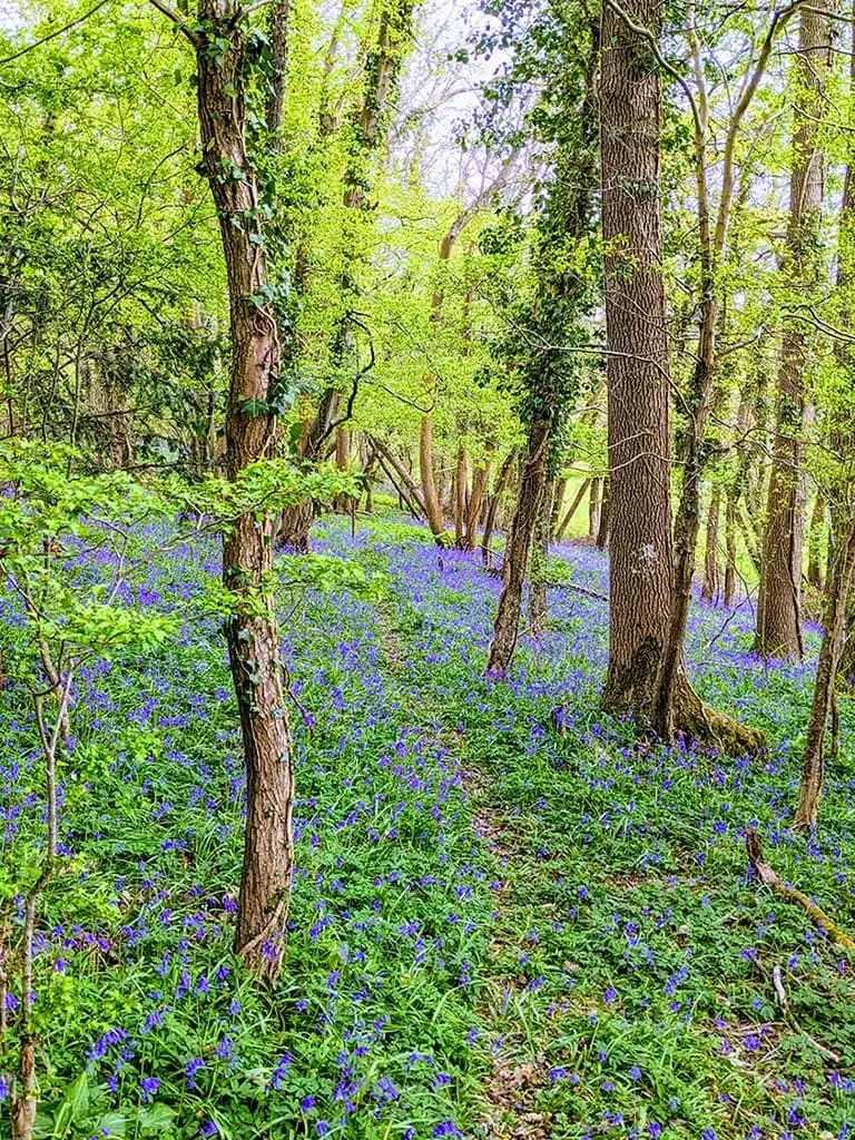 Photo of Bluebell Woods in Sussex