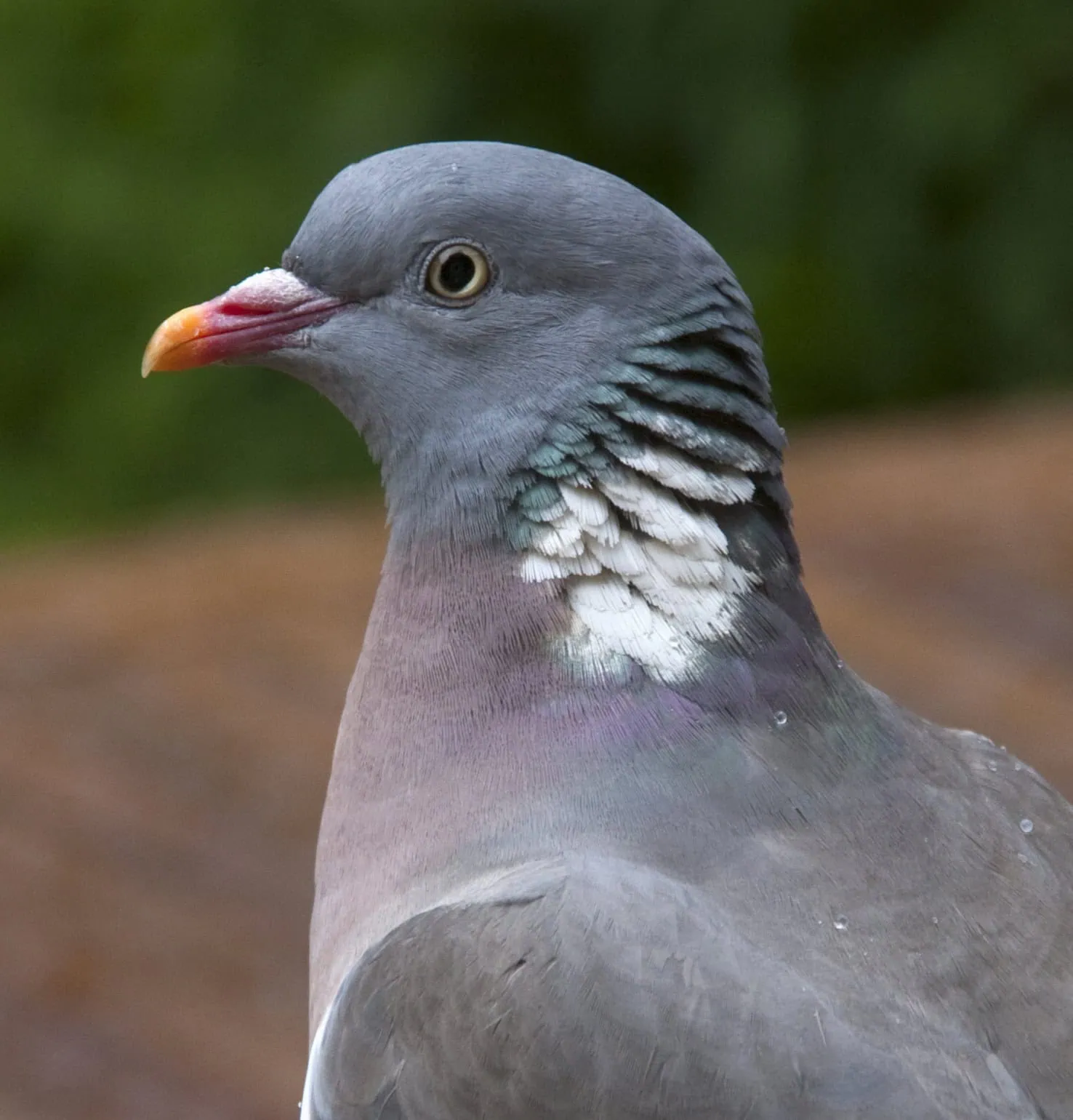 the-meaning-of-wood-pigeons-the-natural-navigator