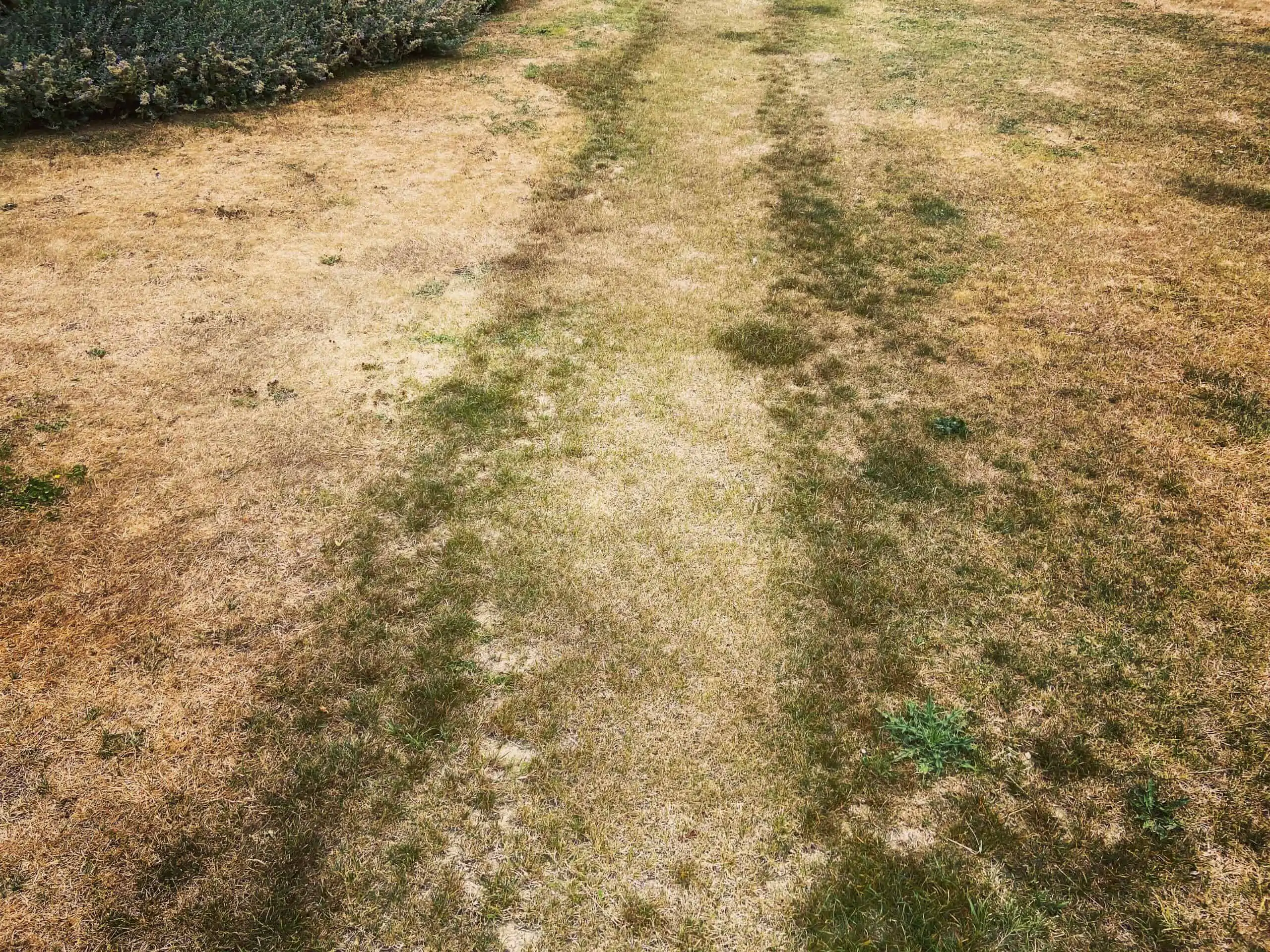 Grass Colour and Soil Depth The Natural Navigator