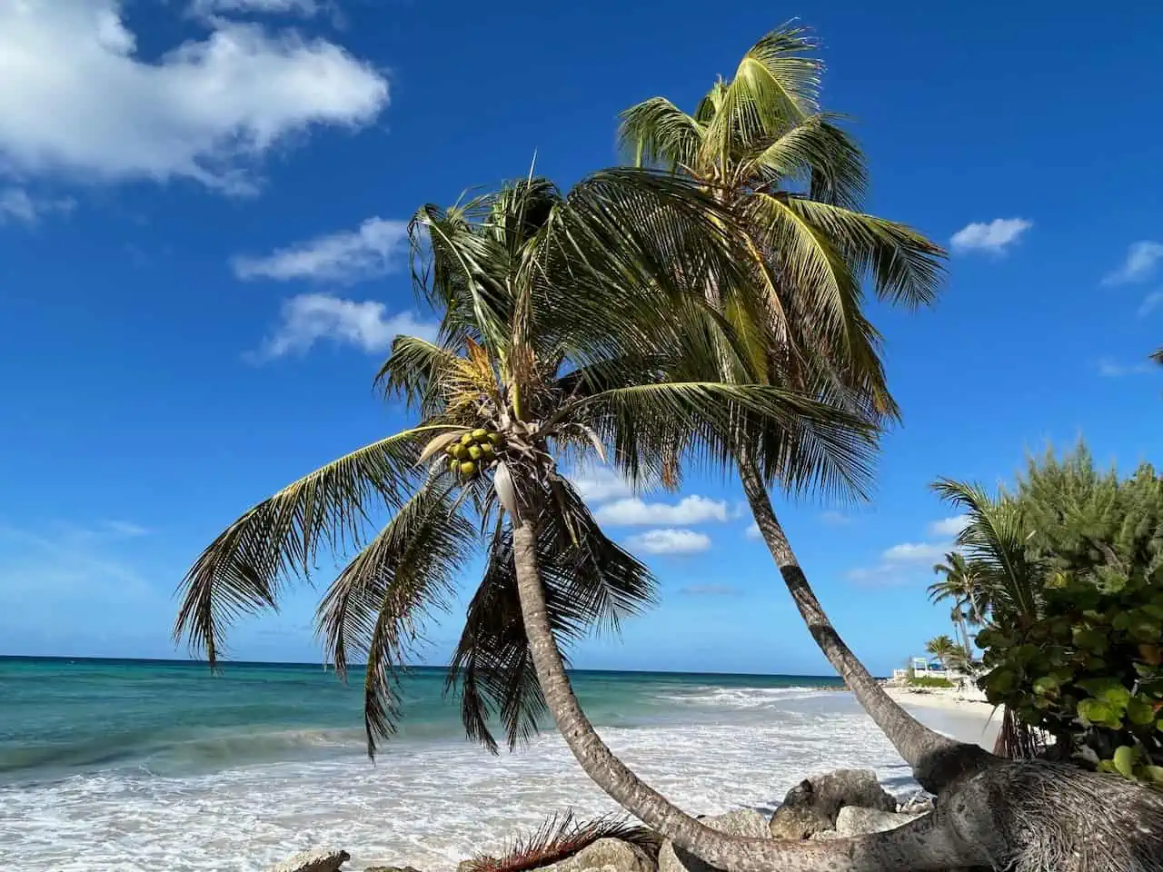 Why The Coconut Palm Points to the Sea - The Natural Navigator