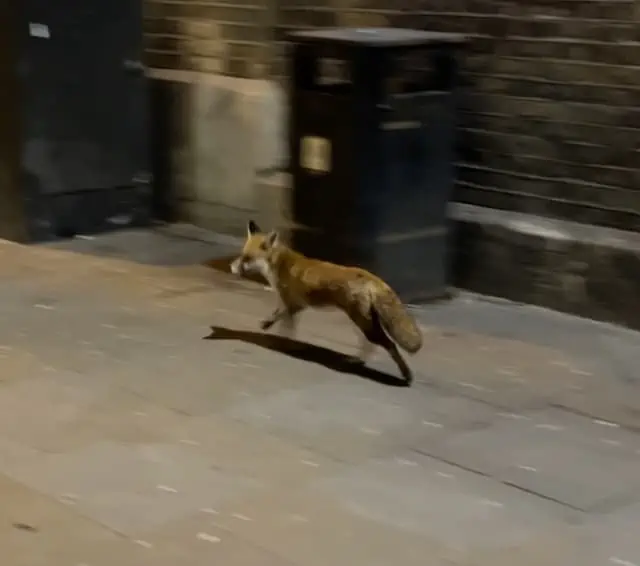 Urban Fox Signs - The Natural Navigator