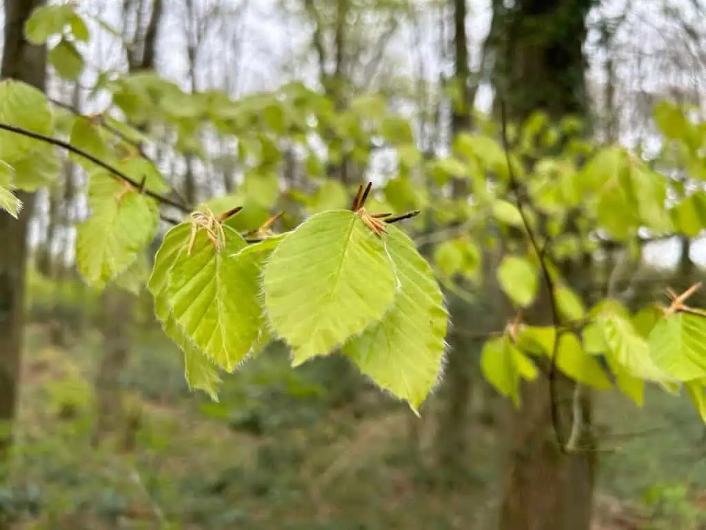 Is There a Reason Why Some Leaves Are Hairy?
