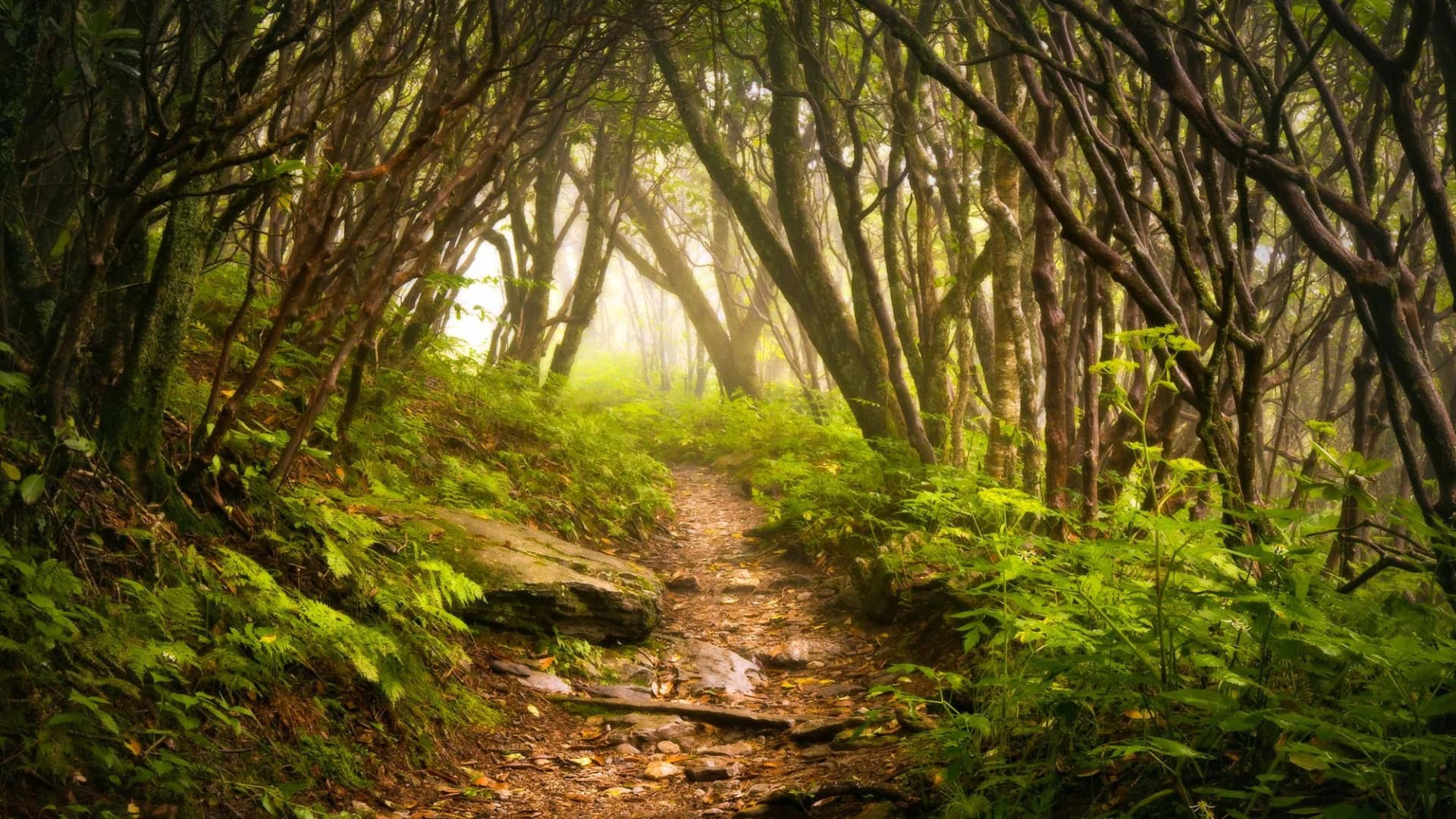 A path through the woods with fog and green plants.