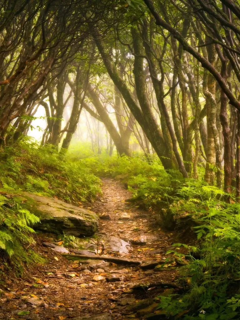 A path through the woods with fog and green plants.
